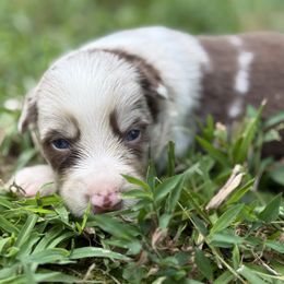 Striker - Red merle male Border Collie puppy in Cedartown, Georgia from Ferguson Border Collies