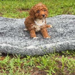Tommy - Red  male Poodle puppy in Florida from Puppies Forever 💙❤️🐶