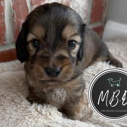 Peter - Cream male Dachshund puppy in Edmond, Oklahoma from Mini Browne Dachshunds