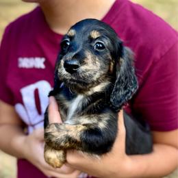 Dorothy AKC HEALTH GUARANTEE - Brindle female Dachshund puppy in El Dorado, Arkansas from LovelylilDoxies