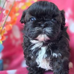 Ruby - Red and white female Shih Tzu puppy in Waynesboro, Pennsylvania from Big Win Shih Tzus