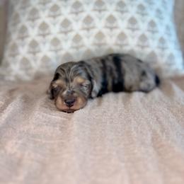Black and cream dapple boy - Dapple male Dachshund puppy in Beaver, Pennsylvania from Meaden’s Mini Dachshunds