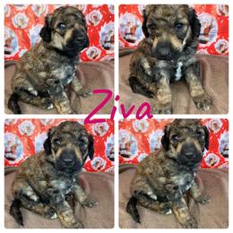 "Sable female from gibbs X nirvana" Poodle Puppies from Wonderland Kennel