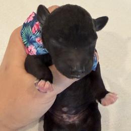 Bedlington Terrier Puppies from Little Starz Bedlington