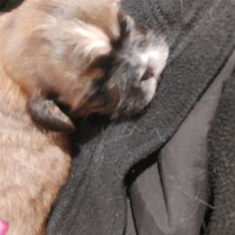 Shih Tzu Puppies from N.F.S.T Imperial ShihTzu Puppies.