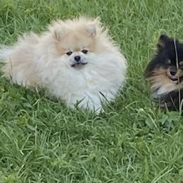 Pomeranians from Robin's Pomeranians