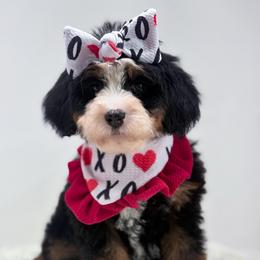 Cadence - Tri-color female Bernedoodle puppy in Fleming, Colorado from Vandenbark Doodles