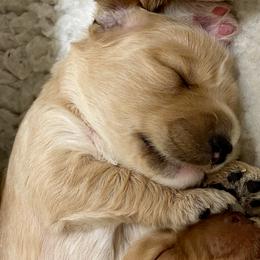Australian Labradoodle Puppies from Salona Australian Labradoodles