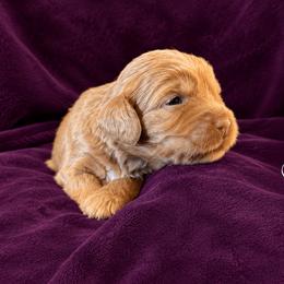 Girl 7 - Chocolate female Australian Labradoodle puppy in Easley, South Carolina from Royal Diamond Australian Labradoodles