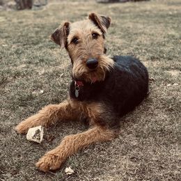 Airedale Terriers from Rising-aire Terriers