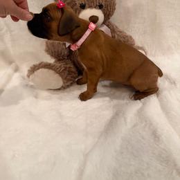 Rosie - Fawn female Boxer puppy in Garland, North Carolina from Magen's Boxers