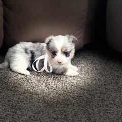 Girl 3 - Black and tan female Corgipoo puppy in Junction, Utah from Sugar Doodles