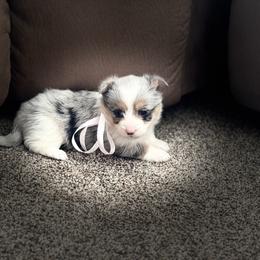 Girl 3 - Black and tan female Corgipoo puppy in Junction, Utah from Sugar Doodles