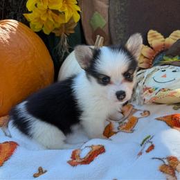 Julie - Black and tan female Pembroke Welsh Corgi puppy in Stillwater, Oklahoma from Steele Family Farms