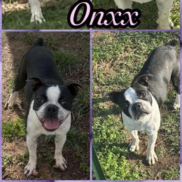 Onyx - Boston Terrier