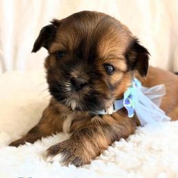 Dwight - Red male Shih Tzu puppy in Hemet, California from Aloha Shih Tzu
