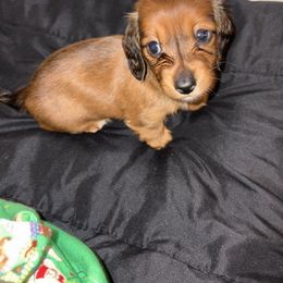 Vixen - Red female Dachshund puppy in Cooper, Texas from Sassy Kat’s Dachshunds