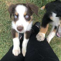 Australian Shepherd Puppies from Azzo Aussies