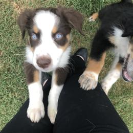 Australian Shepherd Puppies from Azzo Aussies