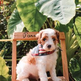 Bud - Blenheim male Cavapoo puppy in Spencerville, Indiana from Cavapoo Corner