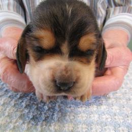 Cindy - Black white and brown female Basset Hound puppy in Francesville, Indiana from Sandyhill Basset Hounds