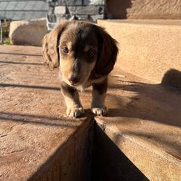 Dachshund puppies from Spanish Peaks Longhair Mini Dachshunds