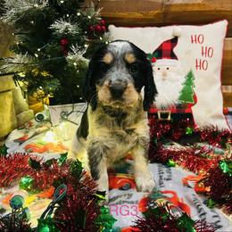 RG3 - Tri-Roan female English Springer Spaniel puppy in Britton, South Dakota from K&S Canines