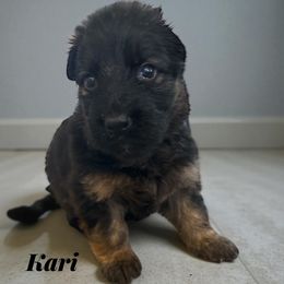 Kari - Black and red female German Shepherd puppy in Beaverdam, Virginia from B&R Kennel