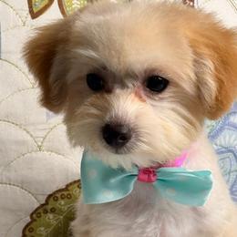 Pete - Apricot male Maltipoo puppy in Bakersfield, California from Silvia's Maltipoos