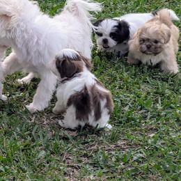 Shih Tzu Puppies from Sweet Shih Tzus!