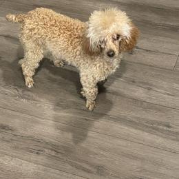 Isabelle - Poodle
