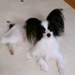 CECE - Papillon