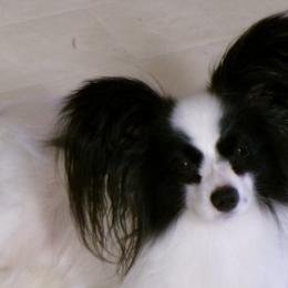 CECE - Papillon