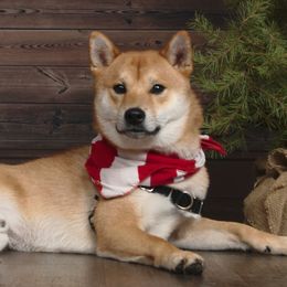 Shiba Inu from Ka-Shira Shibas