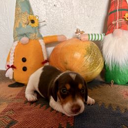 Boy 3 - Piebald male Dachshund puppy in Woodlake, California from Wild West Weenies