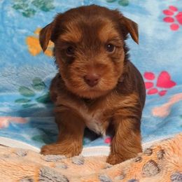 Teddy - Chocolate and tan Yorkshire Terrier puppy in Garland, Texas from Arcadian Farms