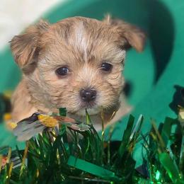 Zed - Red male Mi-Ki puppy in Toronto, Ohio from Shekinah’s Mi-Kis & Cricket Hill’s Westies