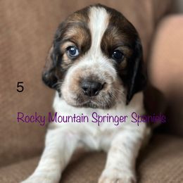 5 - Liver white and tan male English Springer Spaniel puppy in Cheyenne, Wyoming from Rocky Mountain Springer Spaniels