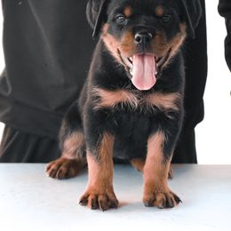 Rottweiler Puppies from Von Der Hing Rottweilers