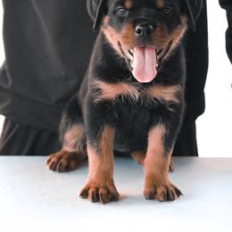 Rottweiler Puppies from Von Der Hing Rottweilers