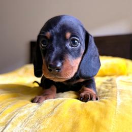 Hot Dog - Black and tan male Dachshund puppy in Austin, Texas from Duchess Daphne's Doxie Empire