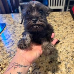 Pepper - Black and silver female Miniature Schnauzer puppy in Bloomington, California from Mini Beard Buster Kennel