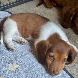 Jupiter - Piebald female Dachshund puppy in Flora, Indiana from Delightful Doxies