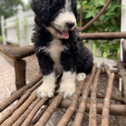 Bordoodle Puppies from Borders of Eby Eden