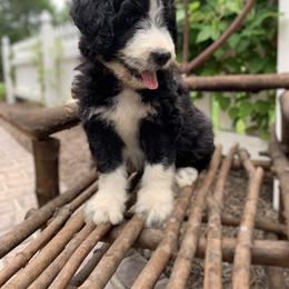 Bordoodle Puppies from Borders of Eby Eden