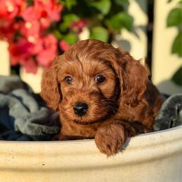 Dodge - Red  male Goldendoodle puppy in Wharton, Texas from Little Fur Friends