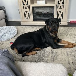 Jenna - Black and mahogany female Rottweiler puppy in Downingtown, Pennsylvania from Superior Family Kennels