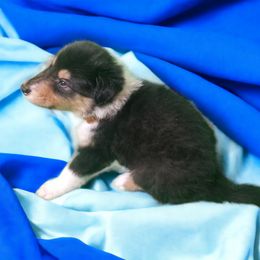 Collie Puppies from Sweetwater Rough Collies