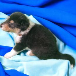 Collie Puppies from Sweetwater Rough Collies