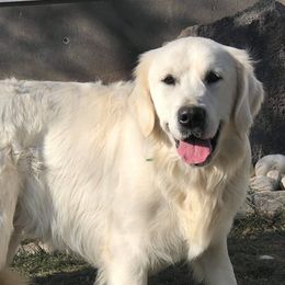 Golden Retrievers from Kacie My Girl Goldens